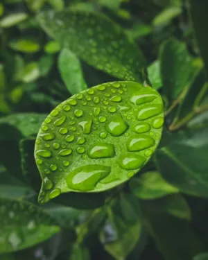 Raindrops On Green Leaves