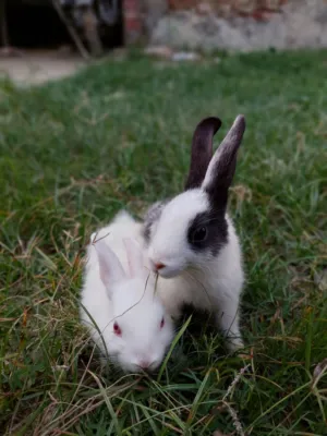 Two Rabbits In The Grass