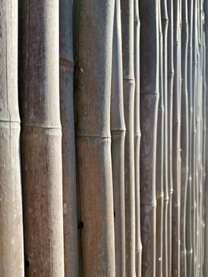 Bamboo Fence