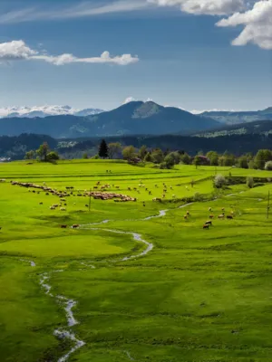 Green Pastures And Mountains