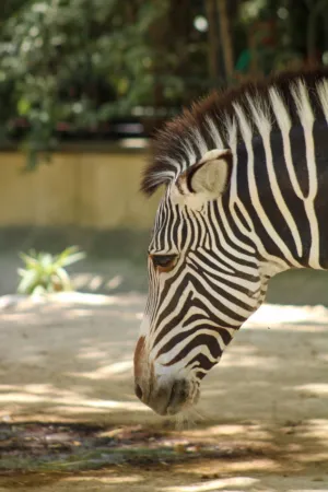 Zebra Portrait