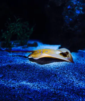 Blue Stingray