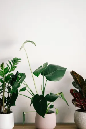 Indoor Plants