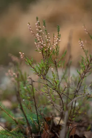 Wildflower In The Forest