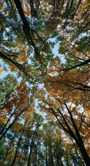 Autumn Canopy