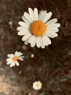 Daisy Flowers