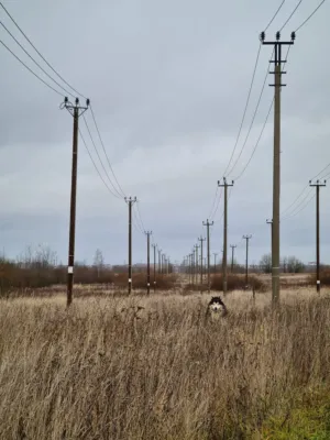 Dog In A Field With Power Lines