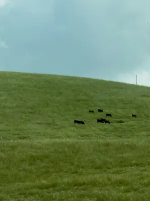 Cows On A Hill