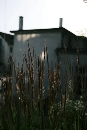 Sunlit Grasses