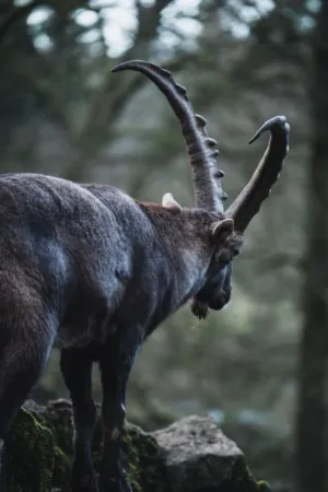 Mountain Goat In The Forest