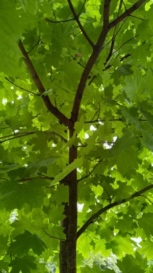 Green Leaves