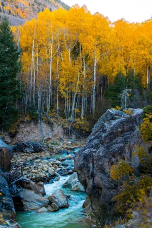 Autumn Forest Stream