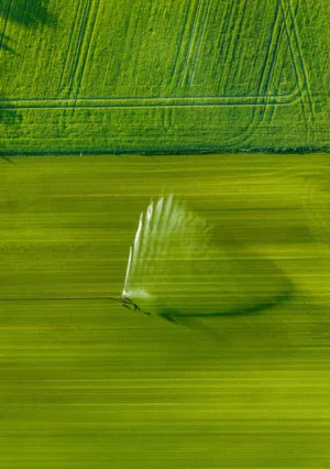Irrigation Sprinkler On A Green Field