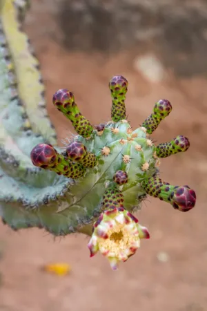Cactus Bloom