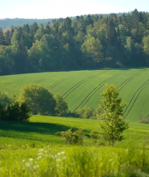 Green Fields And Forest