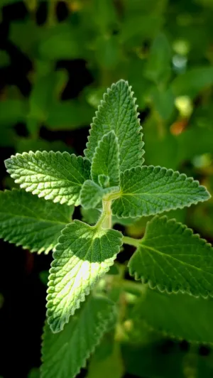 Green Leaf Close-Up
